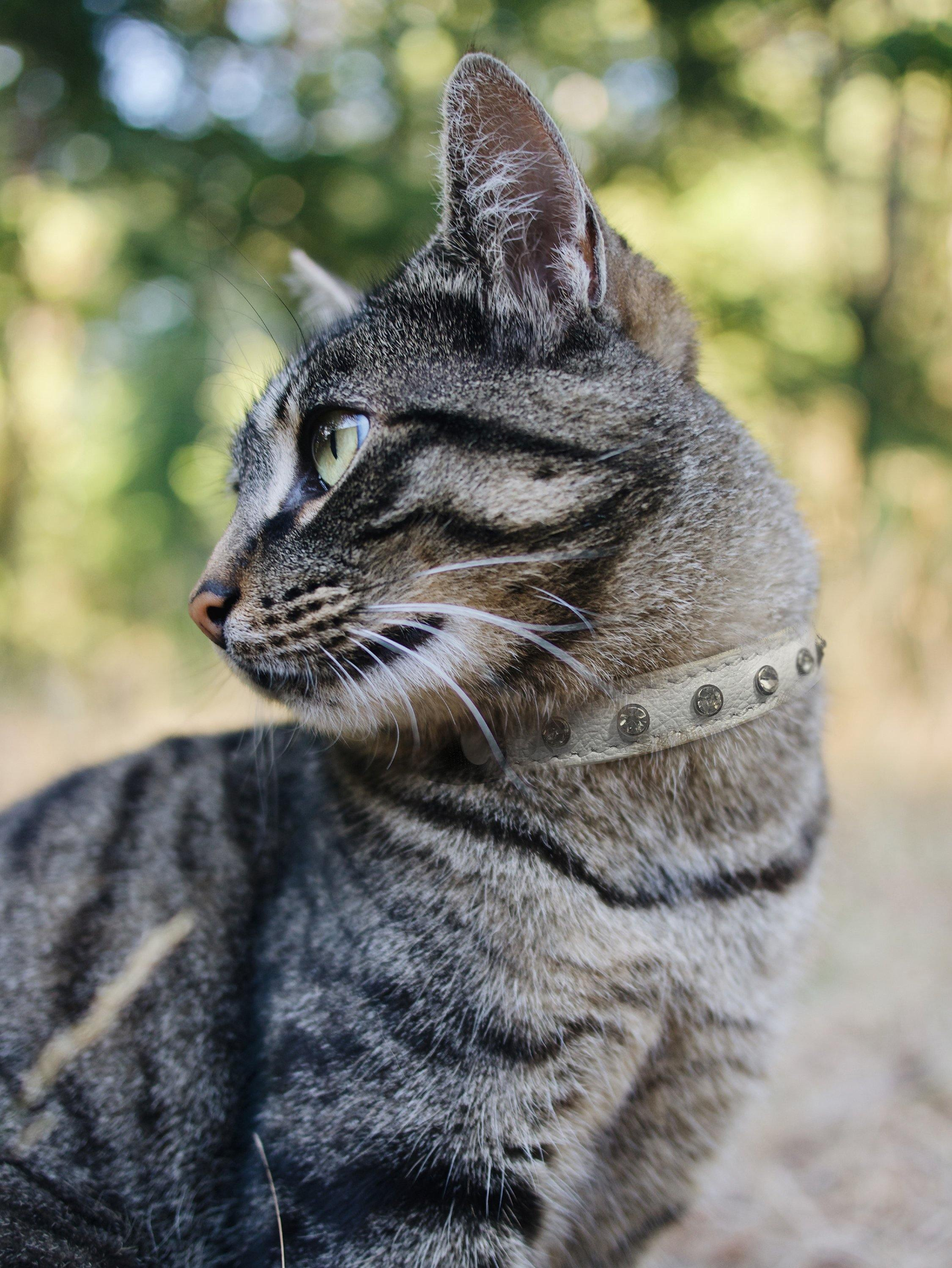 Athens Cat Collars, Goodies N Stuff