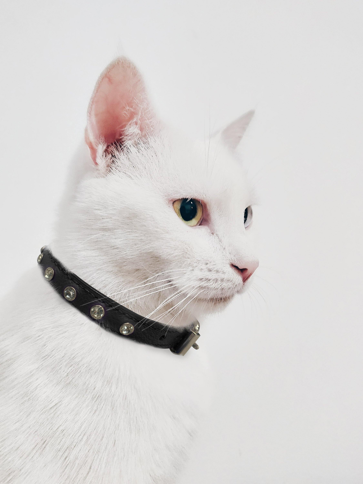 Athens Cat Collars, Goodies N Stuff