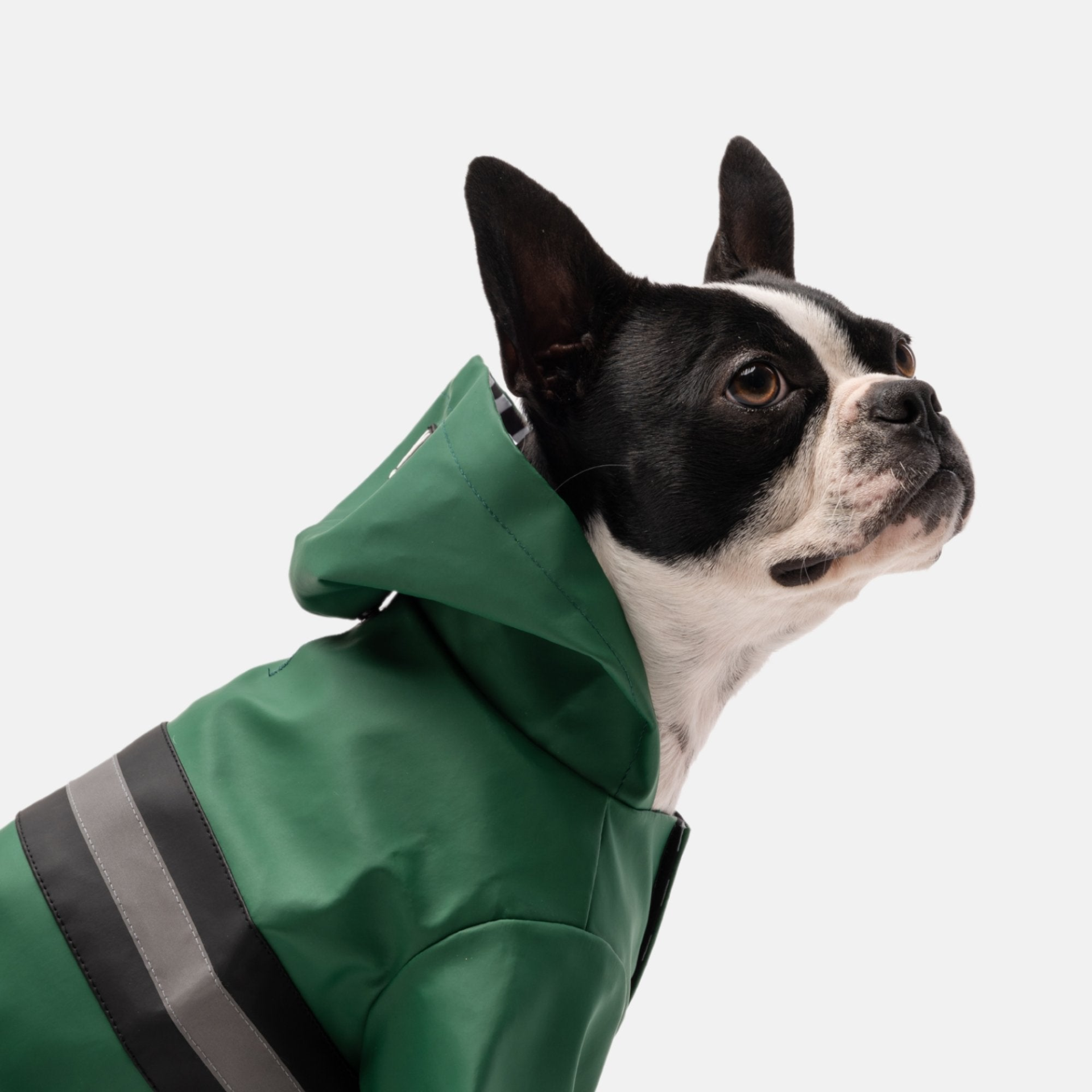 Aden Dog Raincoat - Green, Goodies N Stuff