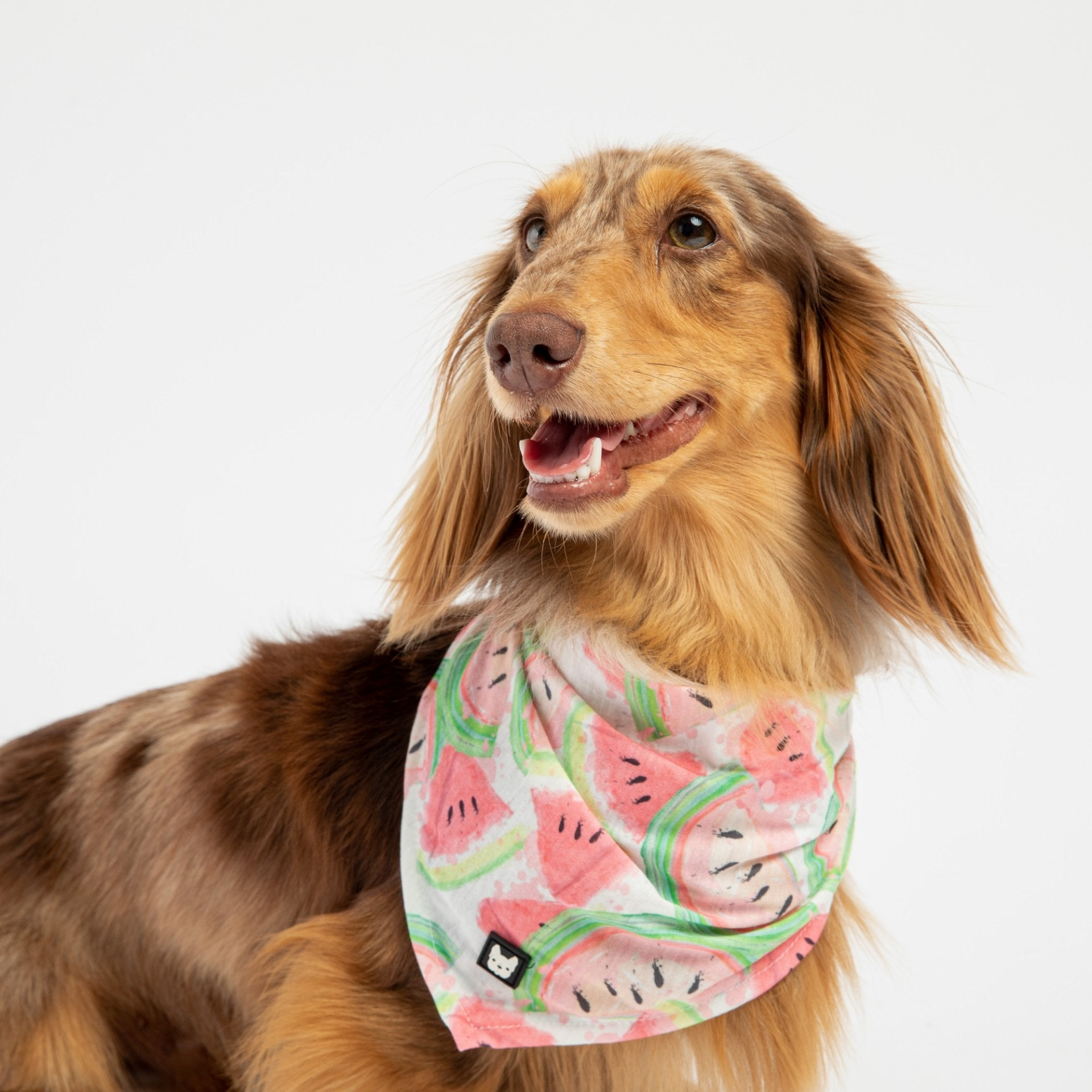 Dog Bandana - Watermelon, Goodies N Stuff