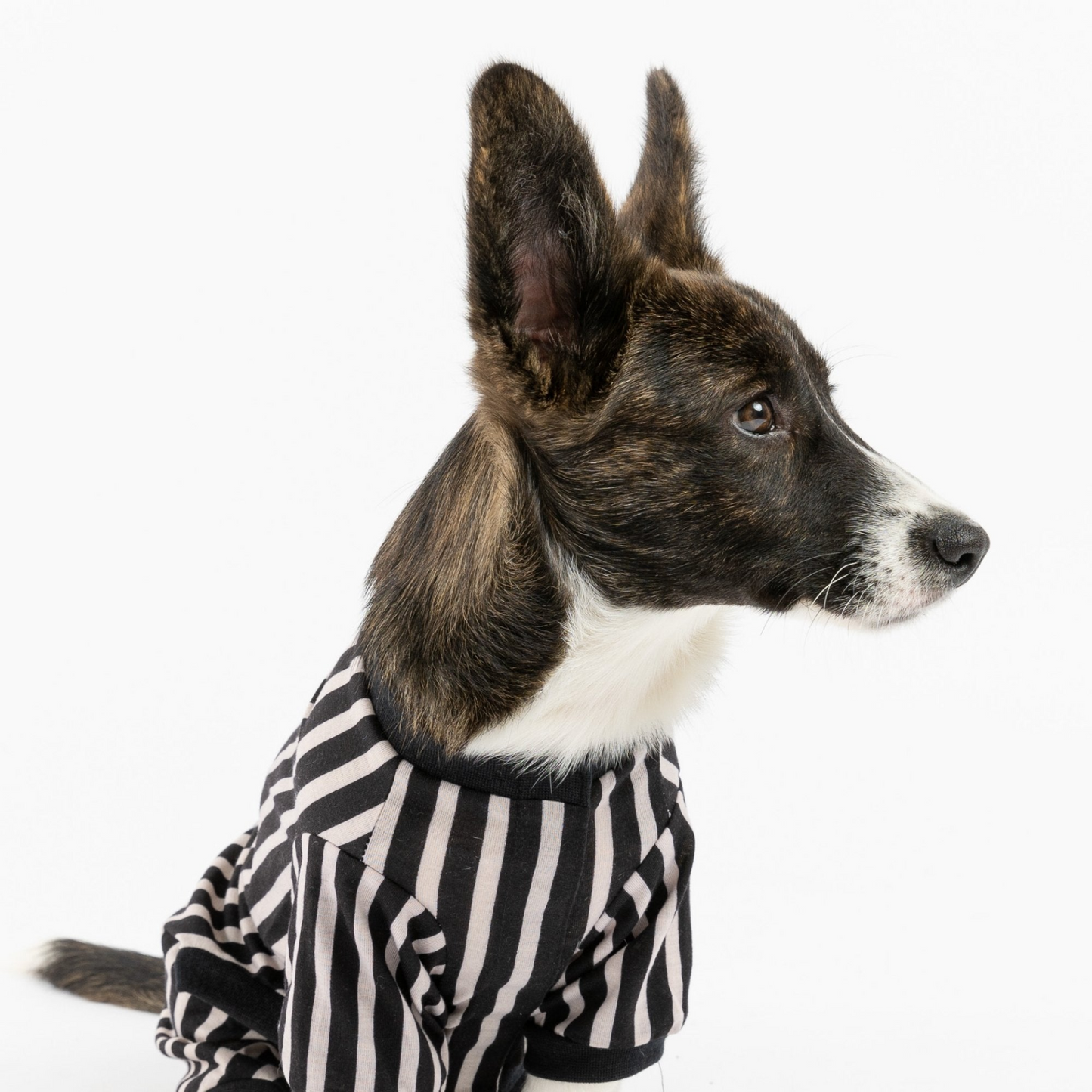 Dog Pajama - Stripe, Goodies N Stuff