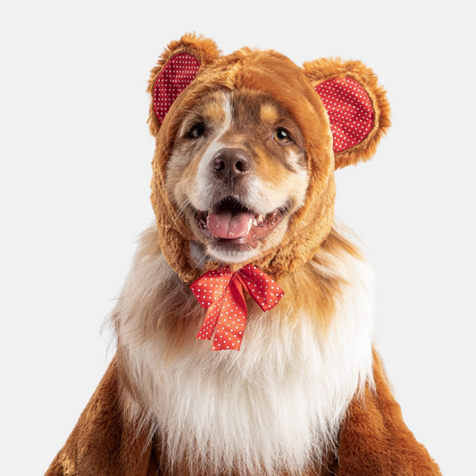 Teddy Bear dog Costume, Goodies N Stuff