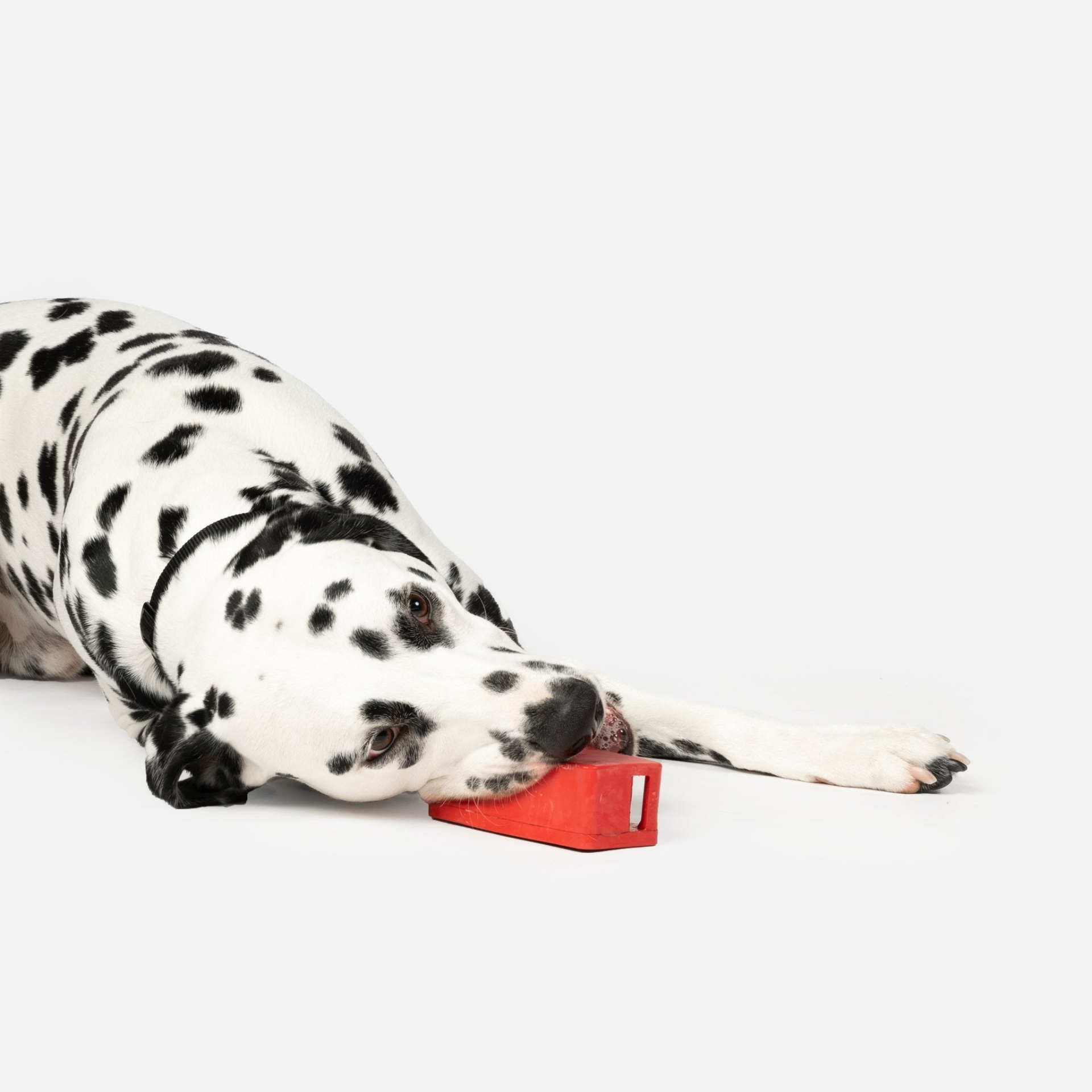 Speaker With Chicken Scent Dog Toy - Durable and Sustainable Rubber Toy for Dogs, Goodies N Stuff