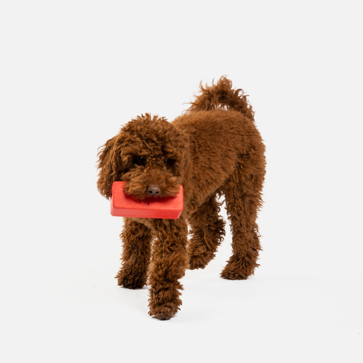 Speaker With Chicken Scent Dog Toy - Durable and Sustainable Rubber Toy for Dogs, Goodies N Stuff