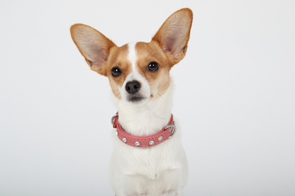 Athens Dog Collar ( Pink | Purple ), Goodies N Stuff