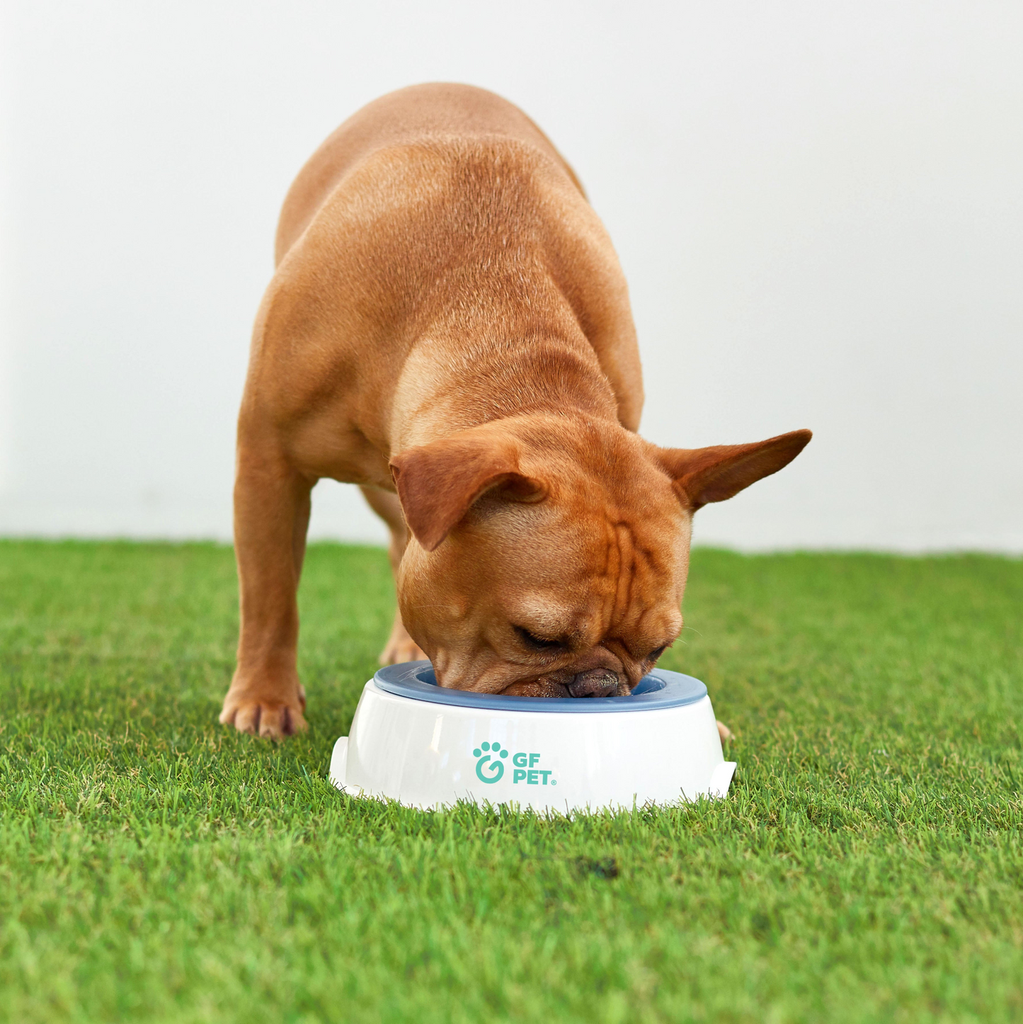 Ice Bowl - Pet Cooling Water Bowl, Goodies N Stuff