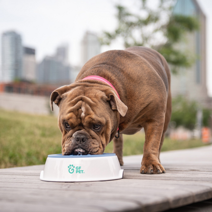 Ice Bowl - Pet Cooling Water Bowl, Goodies N Stuff