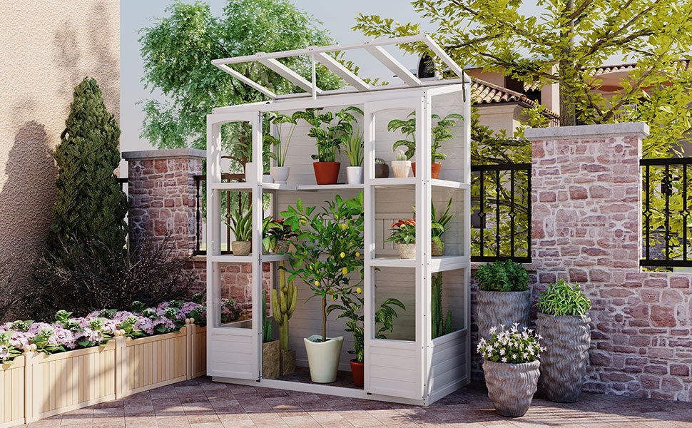 78-inch Wooden Greenhouse Cold Frame with 4 Independent Skylights and 2 Folding Middle Shelves, Walk-in Outdoor Greenhouse, White, Goodies N Stuff
